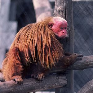 Red uakari male 1976