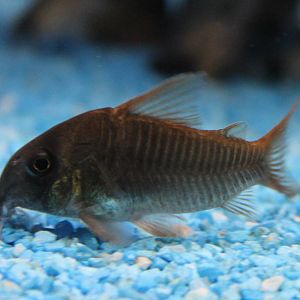 Corydoras concolor