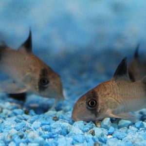Corydoras panda