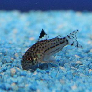 Corydoras trilineatus