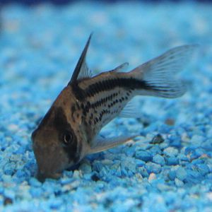 Corydoras loxozonus