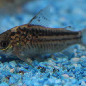 Corydoras nanus