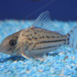 Corydoras ID
