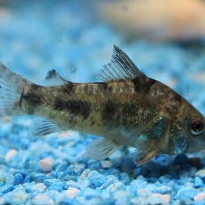 Corydoras paleatus