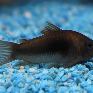 Corydoras aeneus