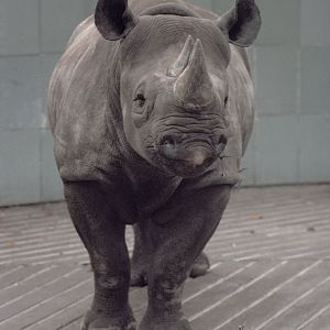 Black rhino 1973