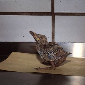 Abyssinian roller young