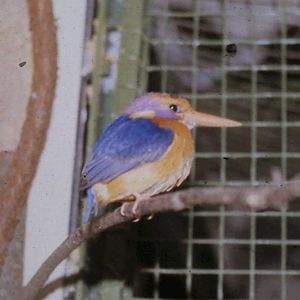 Pygmy kingfisher