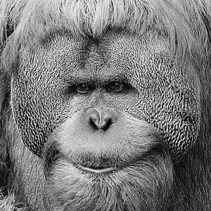 Sumatran orang utan Oscar 1990