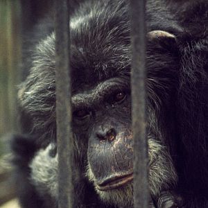 Chimpanzee Buttons 1972