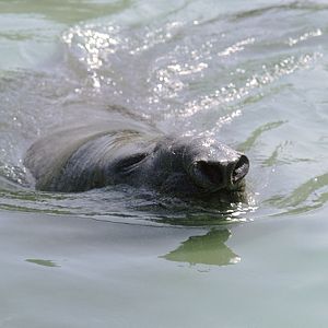 Southern elephant seal bull 1973