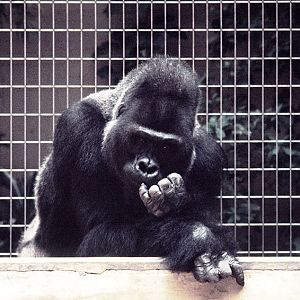 Gorilla Stefi 1973