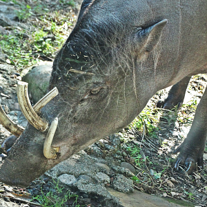 Nov. 2015 - Islands - Babirusa