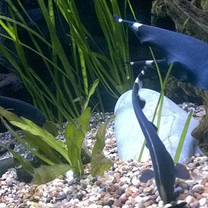 Black ghost knifefishes