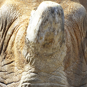 Nov. 2015 - Rhino Reserve - Manjula