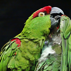 Nov. 2015 - Wings of the World - Thick-billed Parrot