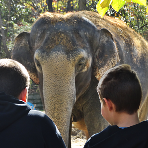Nov. 2015 - Elephant Reserve - Mai-Thai