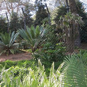 Tiger Trail - Second Sumatran Tiger Exhibit