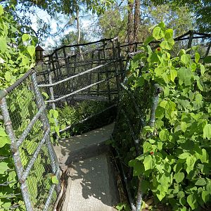 Tiger Trail - First Sumatran Tiger Exhibit - Visitor Path