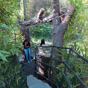 Tiger Trail - First Sumatran Tiger Exhibit - Visitor Path
