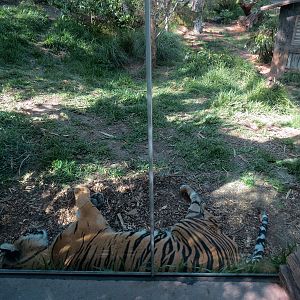 Tiger Trail - First Sumatran Tiger Exhibit