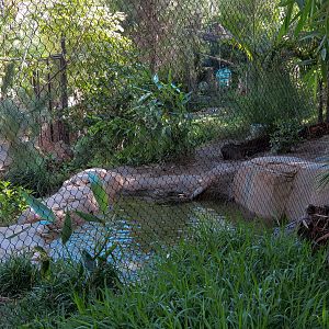 Tiger Trail - First Sumatran Tiger Exhibit