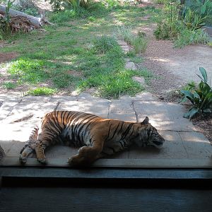 Tiger Trail - First Sumatran Tiger Exhibit