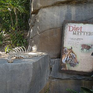 Tiger Trail - Second Sumatran Tiger Exhibit