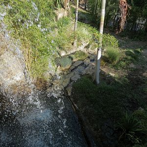 Tiger Trail - Third Sumatran Tiger Exhibit