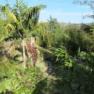 Tiger Trail - Third Sumatran Tiger Exhibit