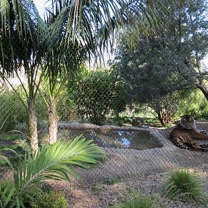 Tiger Trail - Third Sumatran Tiger Exhibit
