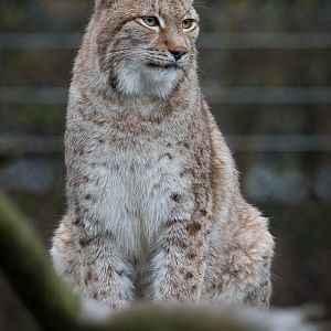 European / northern lynx : 19 Nov 2015