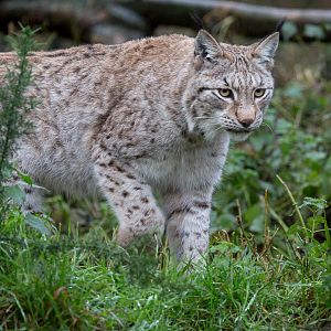 European / northern lynx : 19 Nov 2015