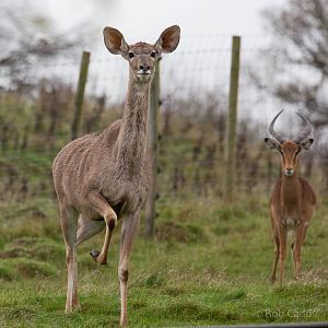 Greater kudu; impala : Whipsnade : 19 Nov 2015