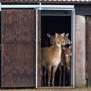 Nilgai : Whipsnade : 19 Nov 2015