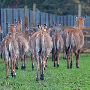 Nilgai : Whipsnade : 19 Nov 2015