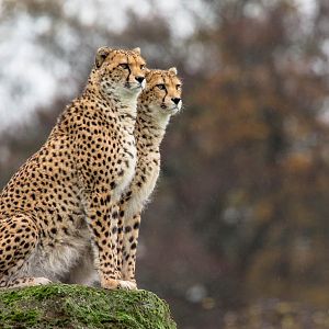 Cheetah : Whipsnade : 19 Nov 2015