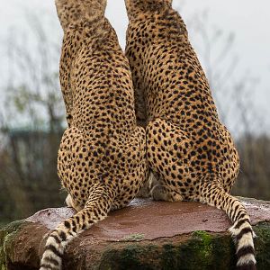 Cheetah : Whipsnade : 19 Nov 2015