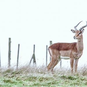 Impala : Whipsnade : 19 Nov 2015