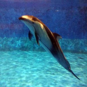 Pacific white-sided dolphin