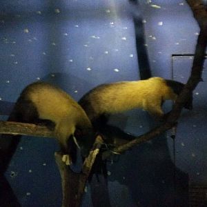 Yellow-throated Marten