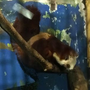 Red-and-white Giant Flying Squirrel