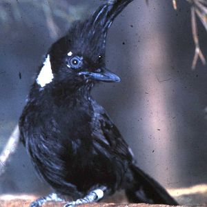 Crested jay