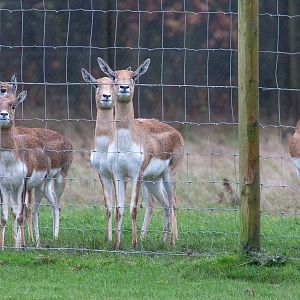 Blackbuck : Whipsnade : 19 Nov 2015