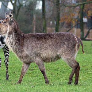 Grevys zebra; ellipsen waterbuck : Whipsnade : 19 Nov 2015