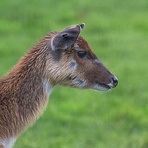 Sitatunga : Whipsnade : 19 Nov 2015