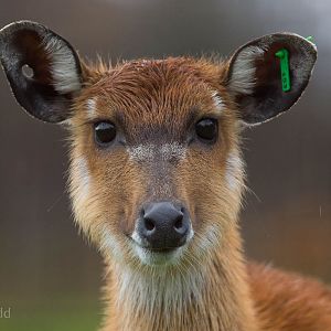 Sitatunga : Whipsnade : 19 Nov 2015