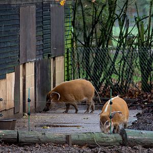 Red river hog : Whipsnade : 19 Nov 2015