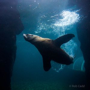 South American fur seal : Living Coasts : 24 Sep 2015