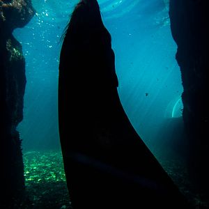 South American fur seal : Living Coasts : 24 Sep 2015